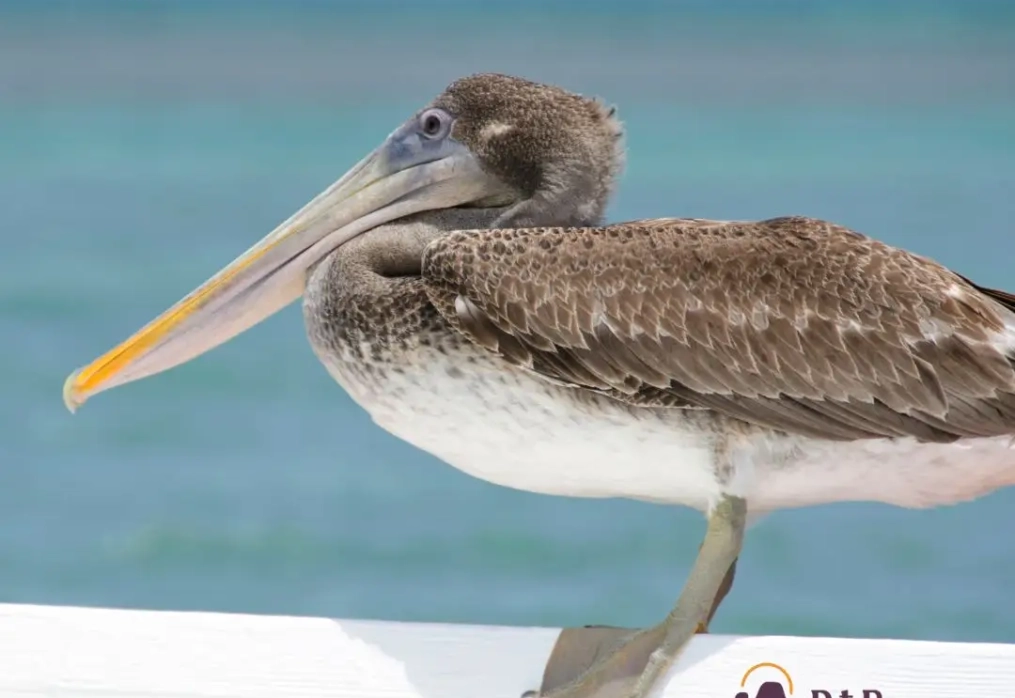 Baja California Sur es una región de México conocida por su diversidad ecológica, que abarca desde el desierto hasta el océano. Aquí te doy un resumen de su flora y fauna característica: