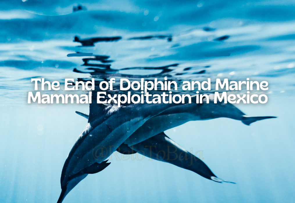 Historic Step in Mexico! 🐬 The End of Dolphin and Marine Mammal Exploitation in Mexico