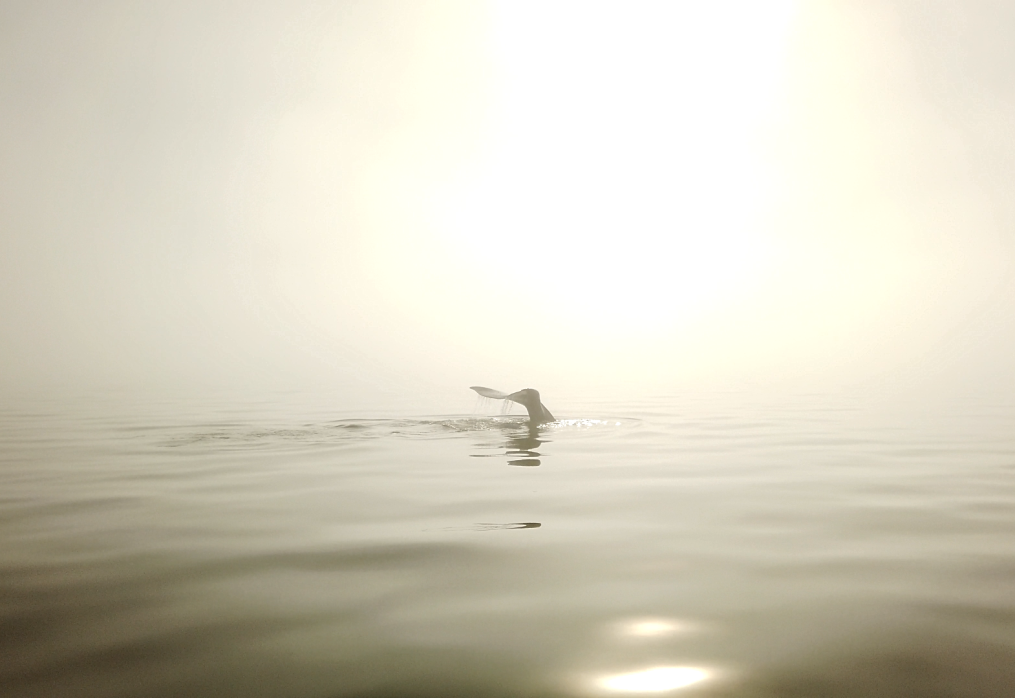 Main species and when to see them